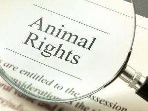 animal rights are vital
