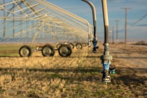 Water irrigation in the dry desert. Perspective of water irrigation hoses with up close dry water hose. 